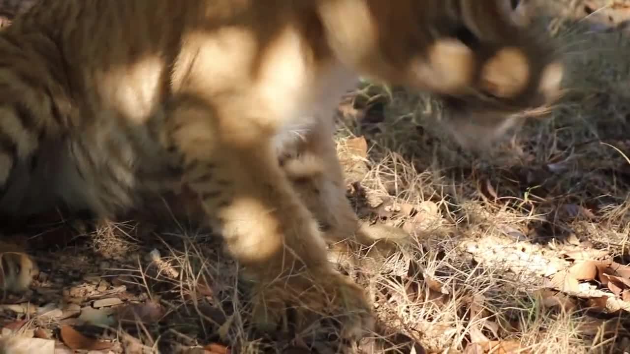 Baby Tiger