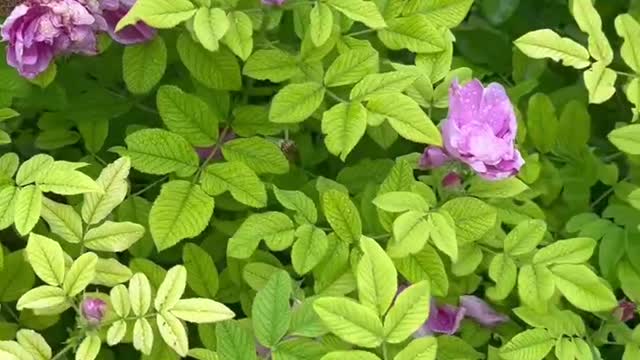 A large field of flowers