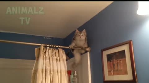 spider cat