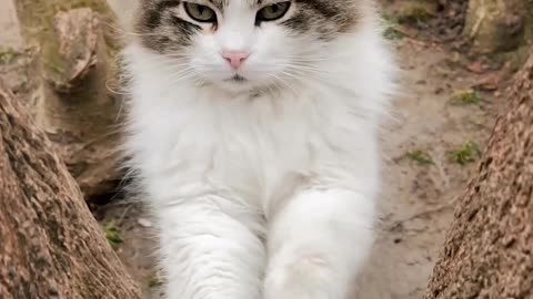 Cat funny videos🐈🐈🐈🐈🐱🐱🐱🐱