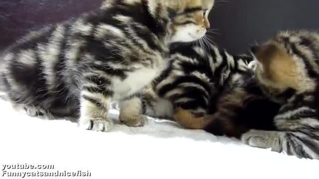 Funny Kittens Crouching Like Tigers