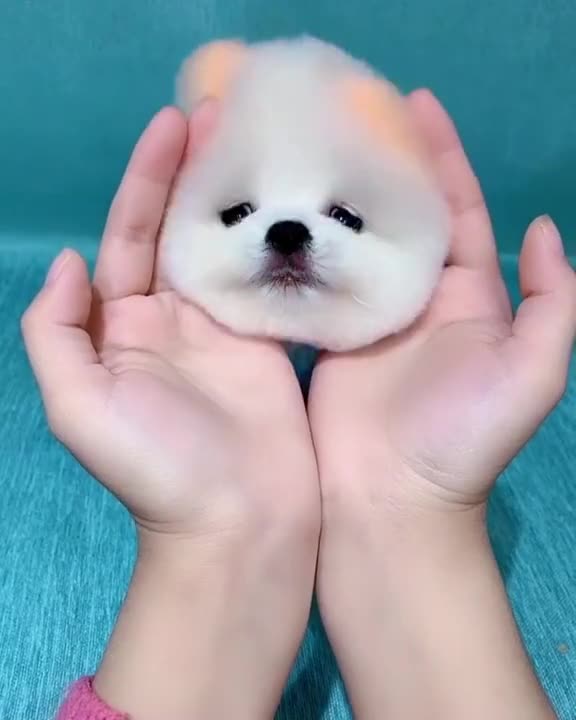 Dog Perfectly Mocks Teenager's Broken Leg 'Walk'