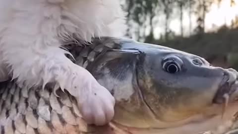 Dog and fish playing together 😍