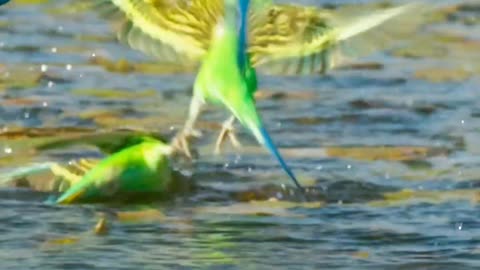 Beautiful parrots