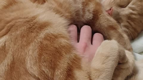 I touched a sleeping cat