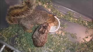 Baby Squirrels Are Messy When Eating ^_^