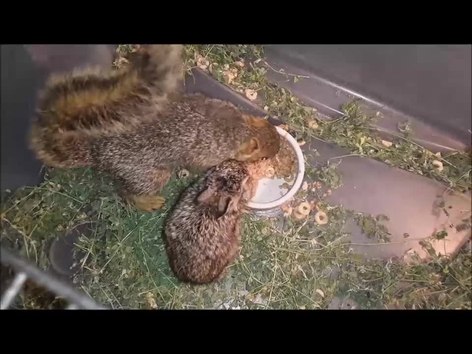 Baby Squirrels Are Messy When Eating ^_^