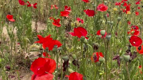 The red poppy I saw in Gyeongju