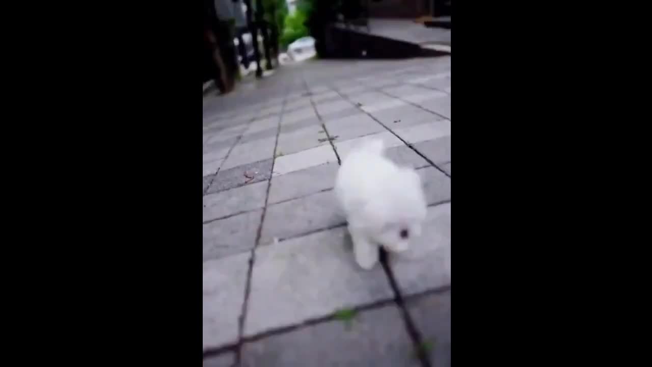 Cute puppy