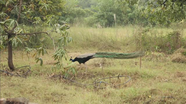 Peacock & Peahen Voice Sound Effects