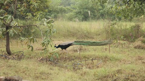 Peacock & Peahen Voice Sound Effects