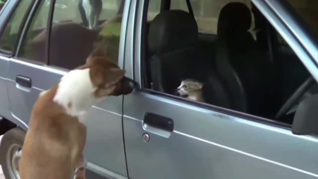 Angry cat vs dog funny video