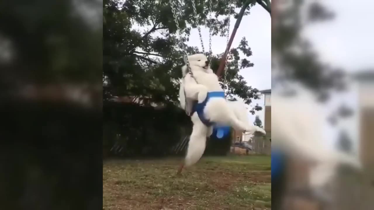 Funny Animals 25