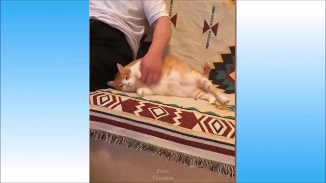 Cute and Funny Cat Videos Compilation