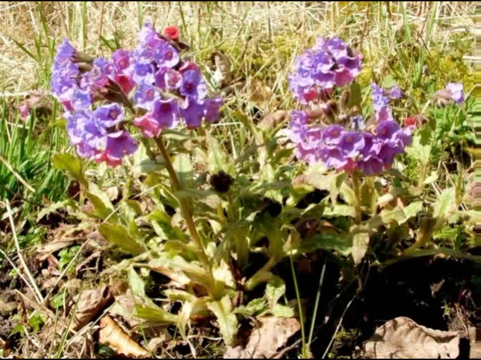 Pulmonária ( Pulmonaria officinalis ) serve para tratamento de tuberculose pulmonar