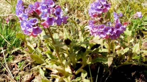 Pulmonária ( Pulmonaria officinalis ) serve para tratamento de tuberculose pulmonar