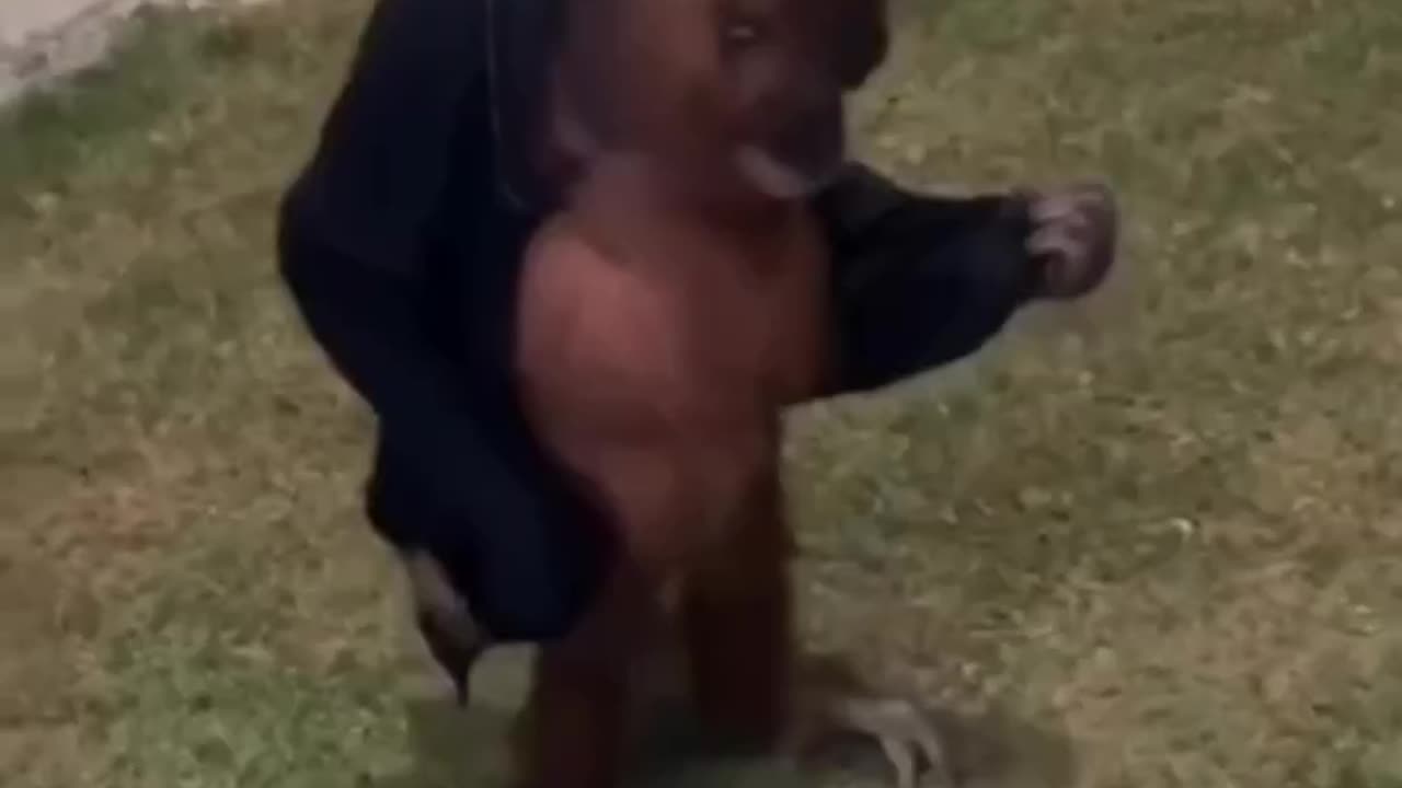 Orangutan