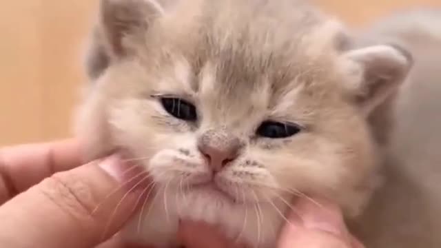 OMG So Cute Cat Video ❤ #cat #kittens #short