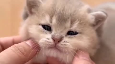 OMG So Cute Cat Video ❤ #cat #kittens #short