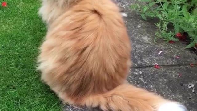 Spending my afternoon pawtrolling the garden… 😍