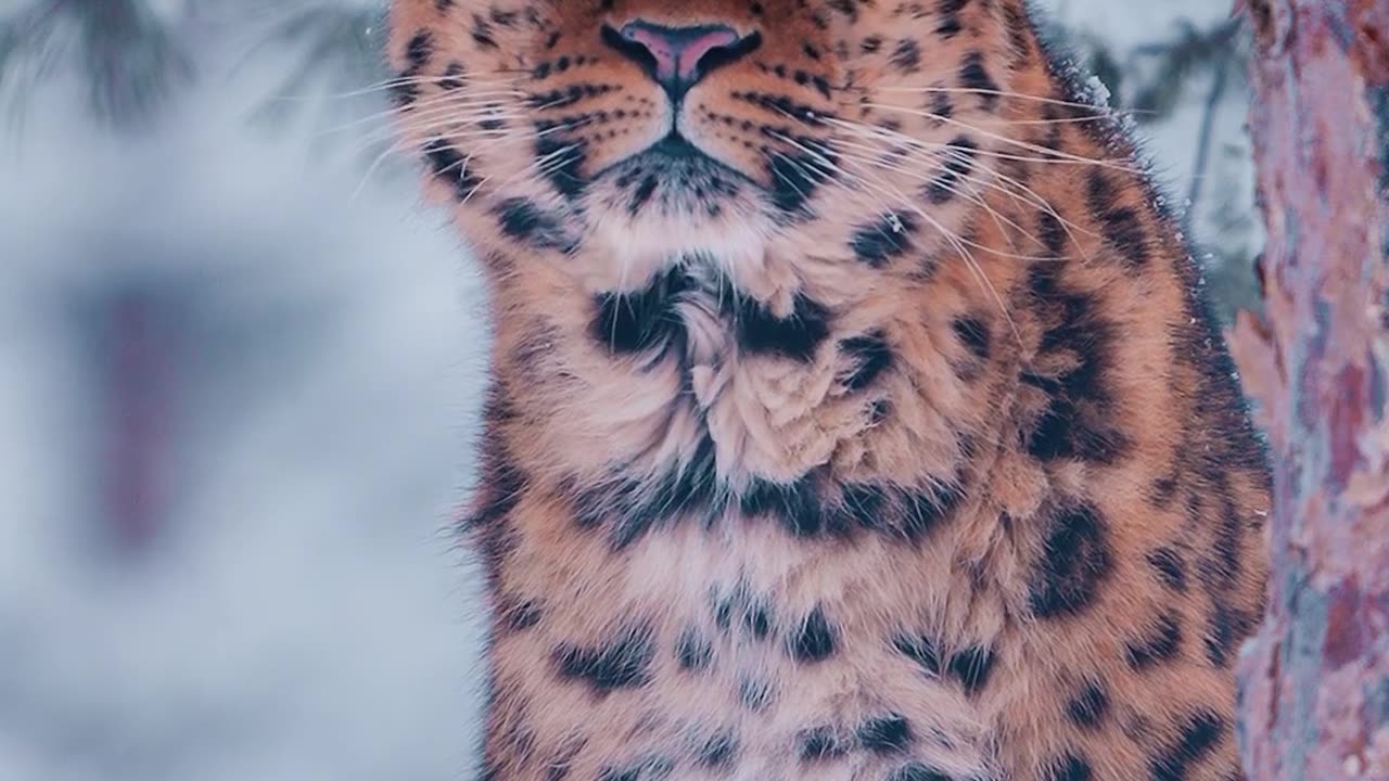 Tiger in winterland.