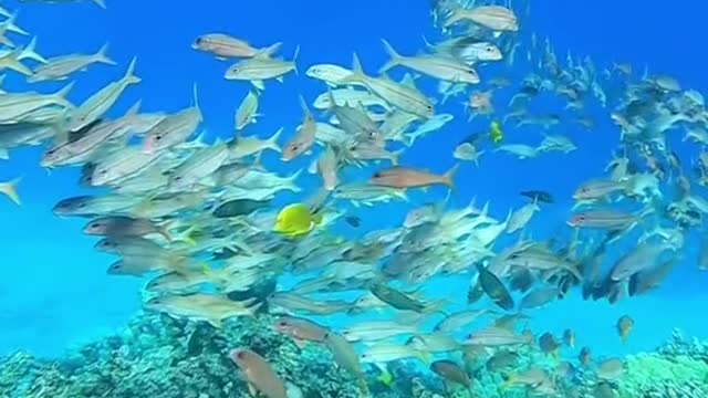 protectouroceans#blueplanet