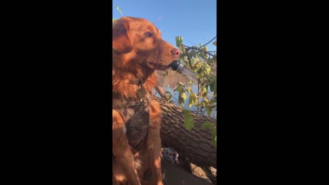 Hunting dog tries to lure wild ducks with dog video