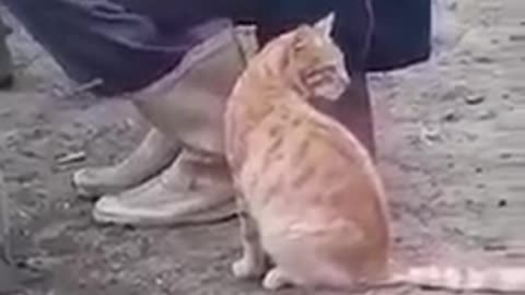 The cat is drinking cow's milk