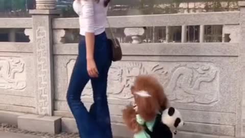 Cute animals videos
