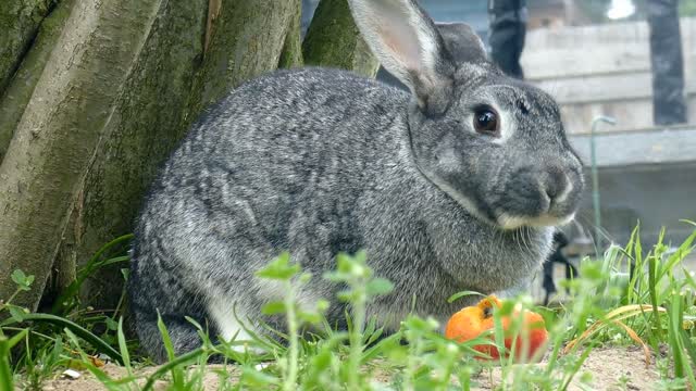 rabbit eating apple 2