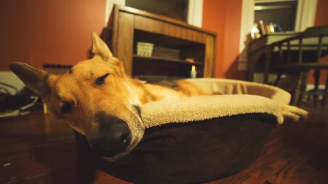 Adorable dog relaxing on his bed