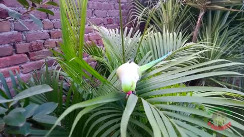 NaturalParrotSoundsp2