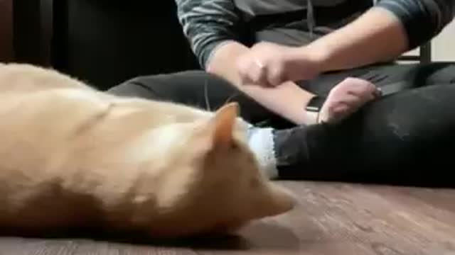 Cat Flips over whenever owner pets his back