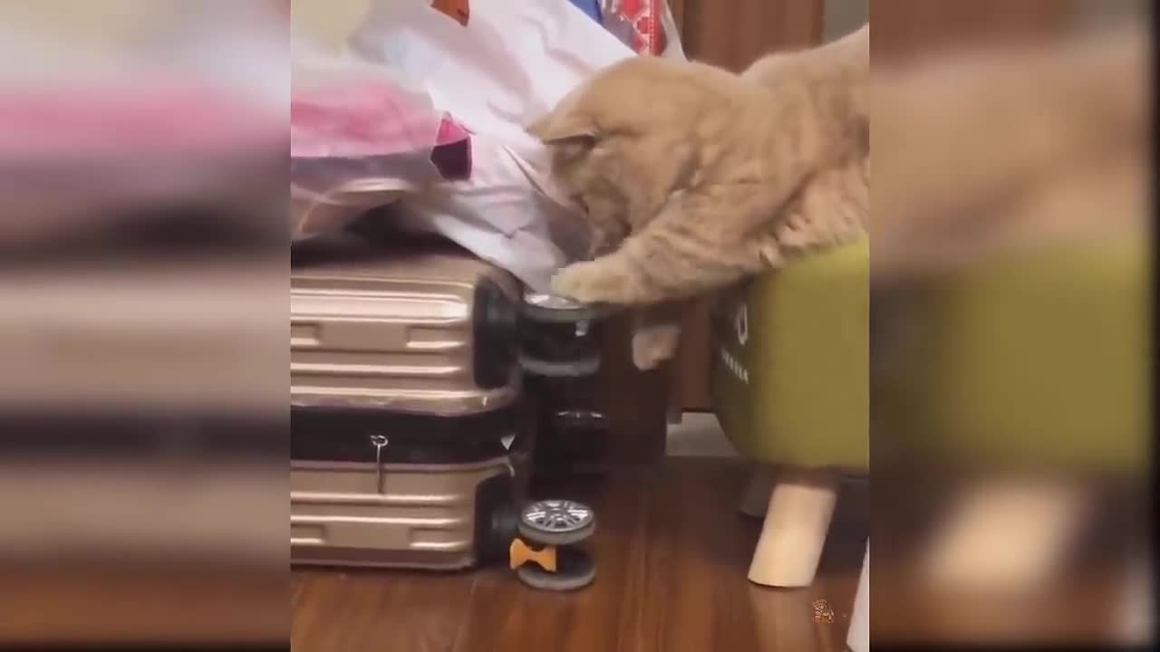 aby Cats - Cute and Funny Cat Videos Compilation #7 _ Aww Animals