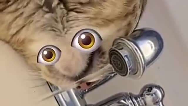 cat#short