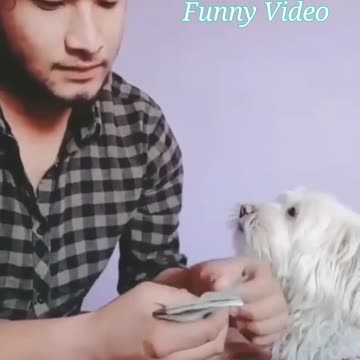 Funny video with man cat