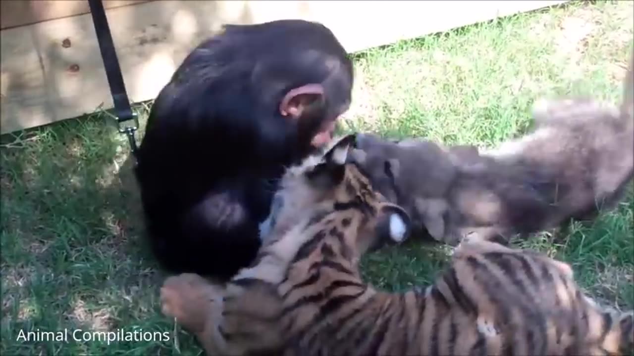 Cute chimpanzes playing a lot