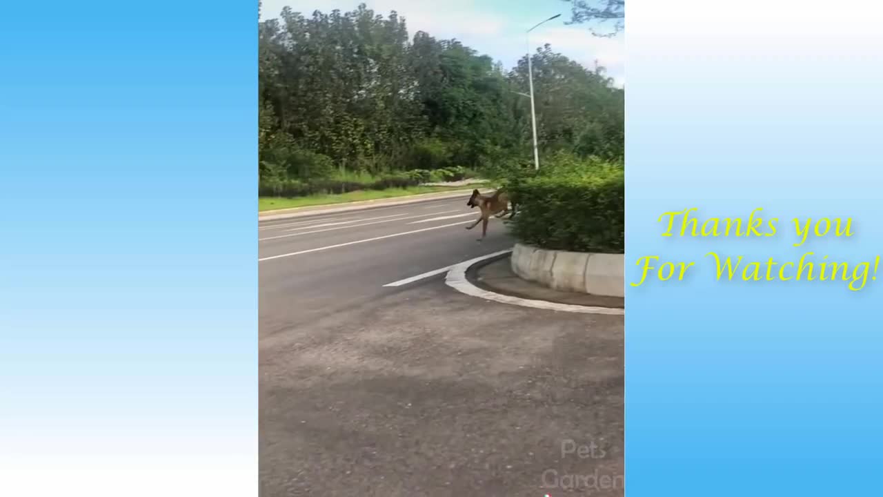 Cute Cats And Funny Dogs videos