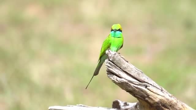 Little Green Bee Eater