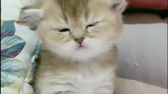 Funny and Cute Kittens Falling Asleep