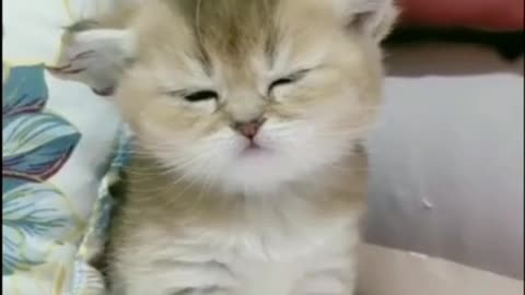 Funny and Cute Kittens Falling Asleep