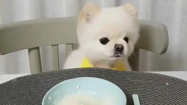 cute puppy