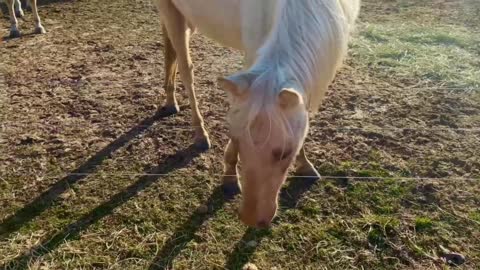 Belgian Horse Rolling