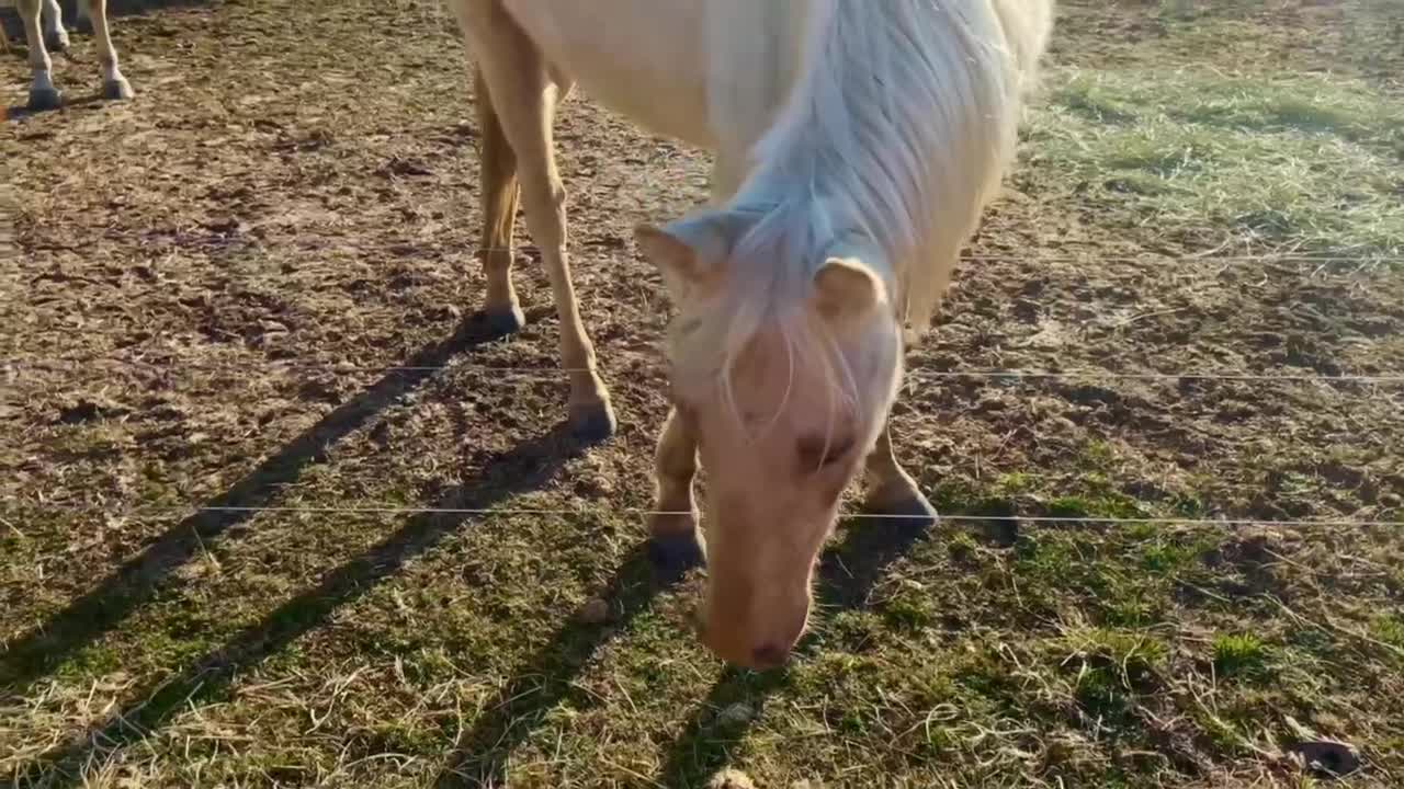 Belgian Horse Rolling