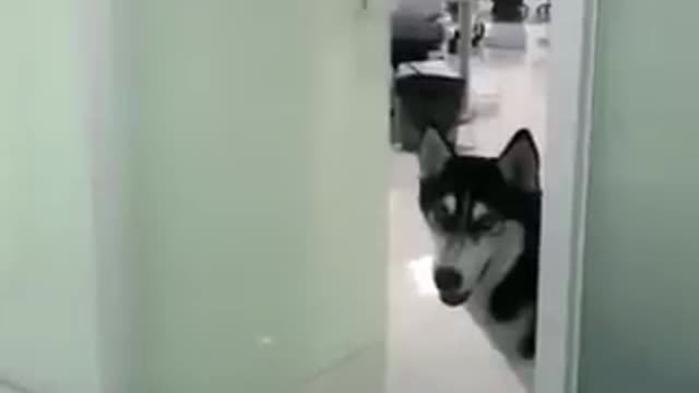 Funniest Cat😃😂 | Part - 3||
