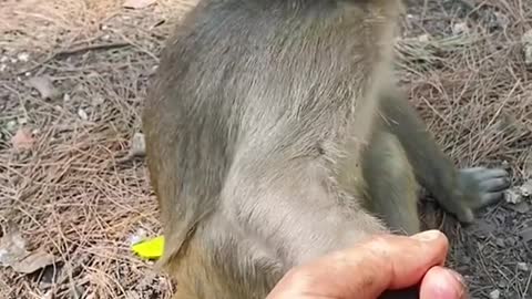 Lovely little monkey. What she will did will shock you.