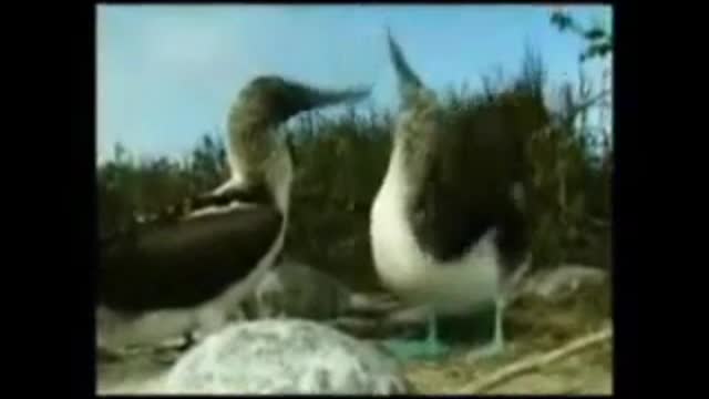 L'éffondrement du Darwinisme, place a la création (Biologie) 1/5