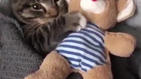 Gato lindo muito fofo 😍