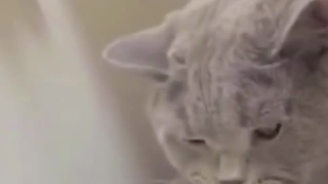 The Cute Animals Scaring People | So Funny Animals 😂