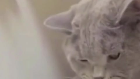 The Cute Animals Scaring People | So Funny Animals 😂